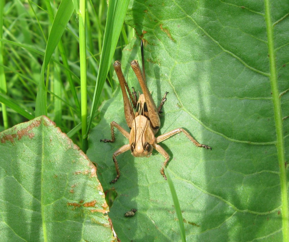 Кузнечик серый Decticus verrucivorus самец