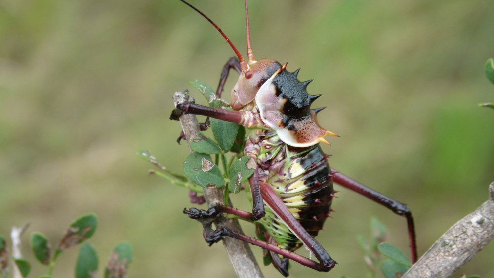Сверчки Acanthoplus discoidalis
