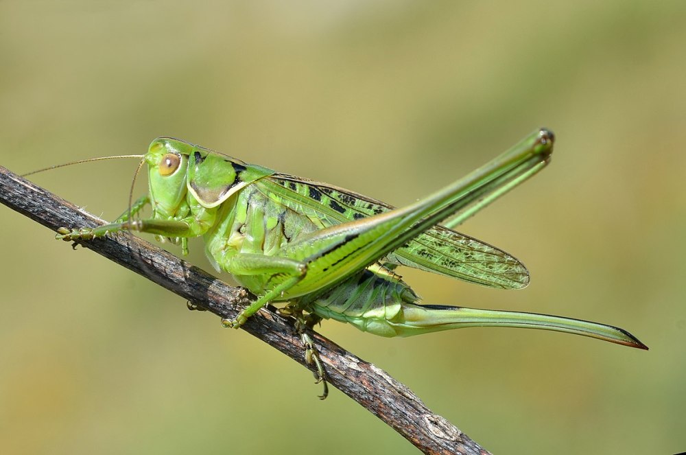 Gampsocleis shelkovnikovae