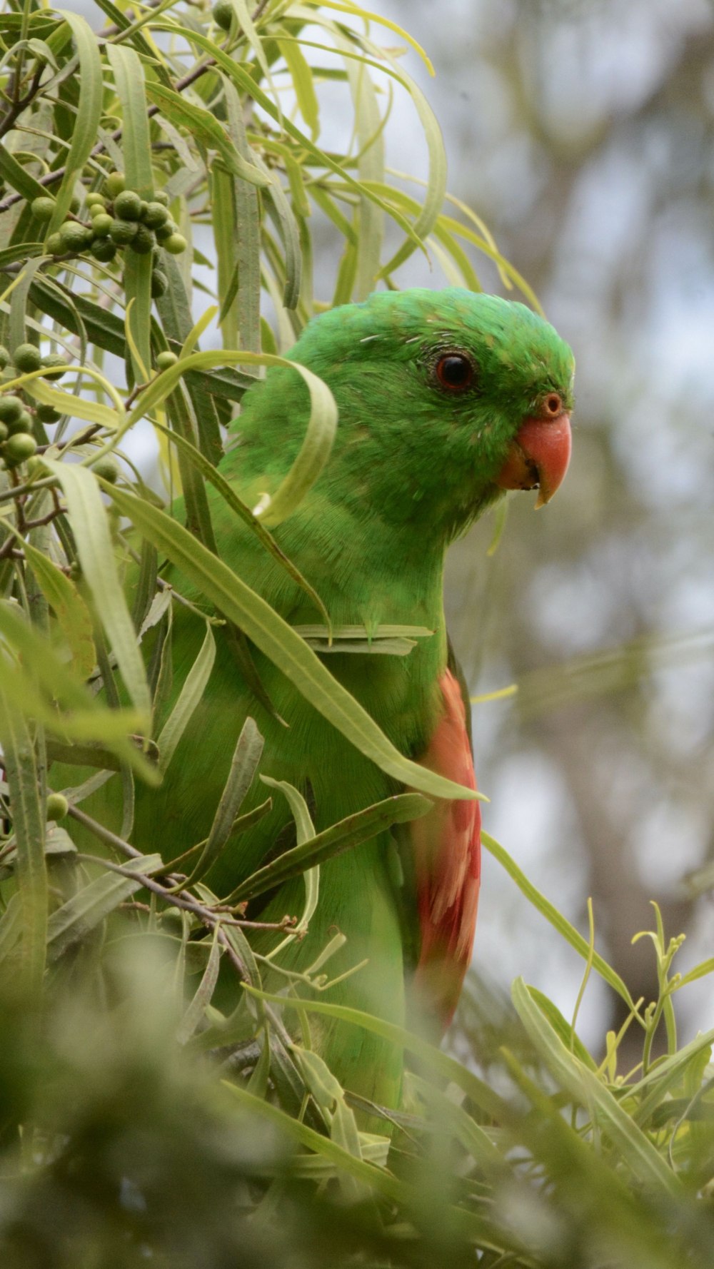 Тиморский краснокрылый попугай