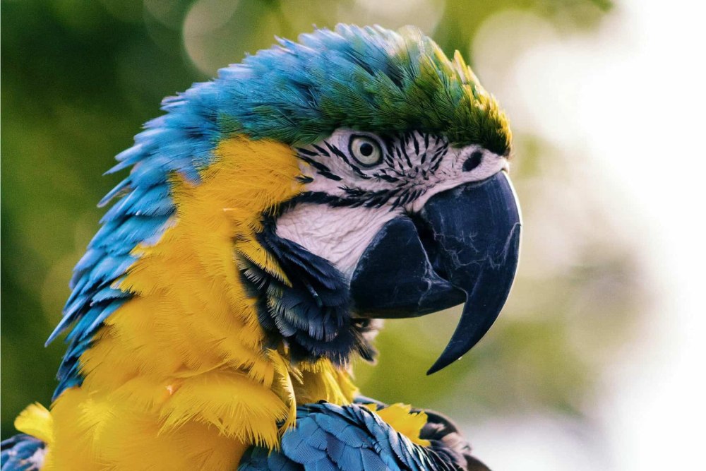 Parrot