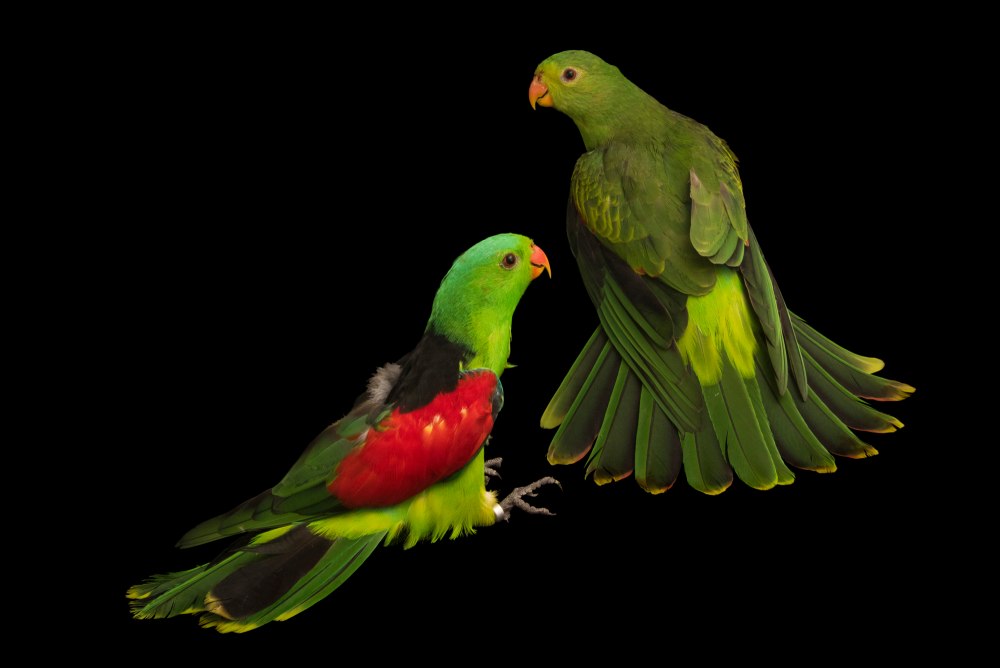 Федор Глотов Parrots Junior