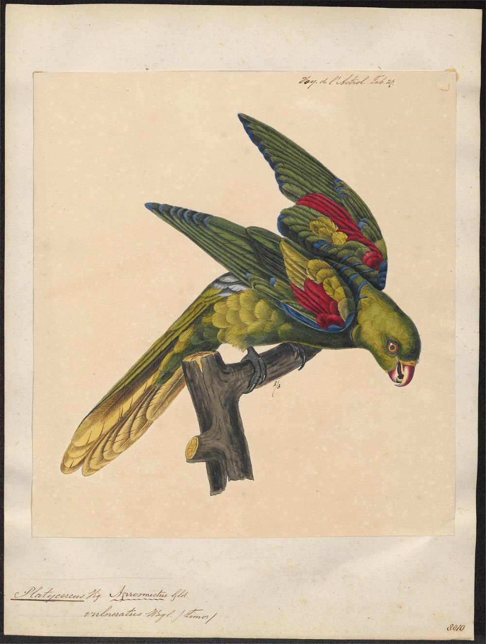 Aprosmictus jonquillaceus