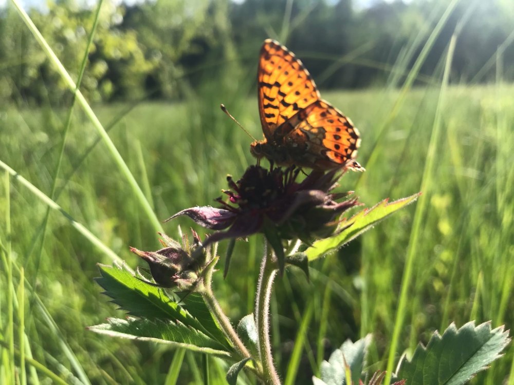 Boloria Eunomia