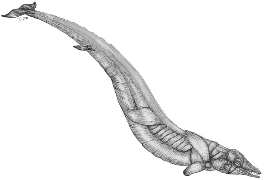 Древний кит Basilosaurus Isis