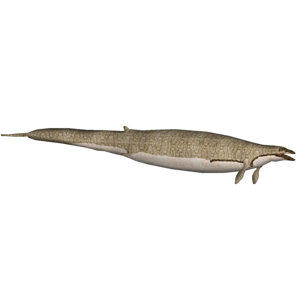 Basilosaurus cetoides