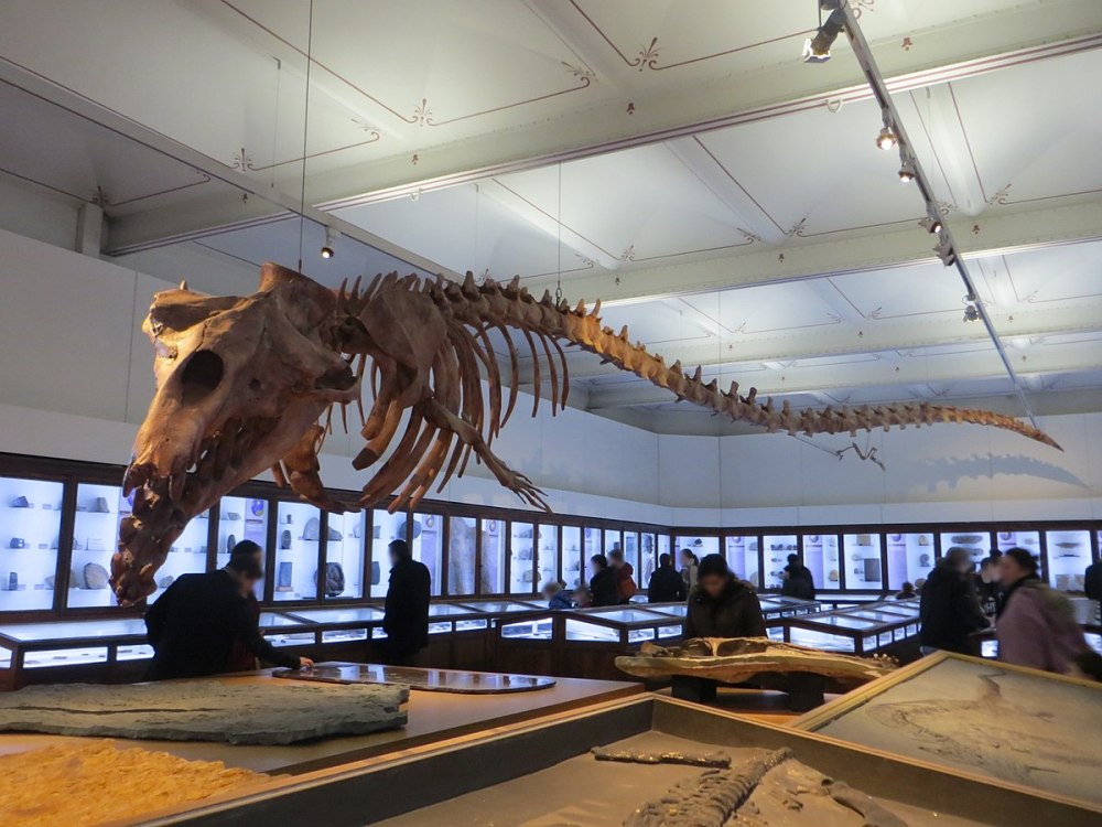 Basilosaurus Isis