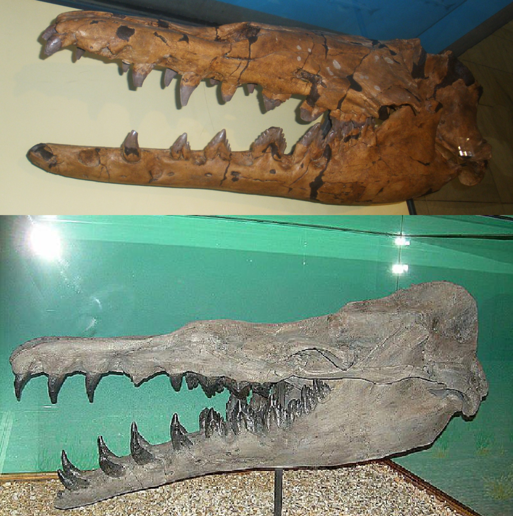 Древний кит Basilosaurus Isis