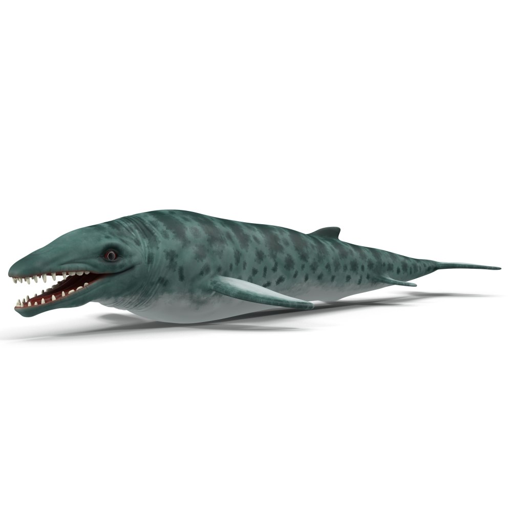 Basilosaurus cetoides