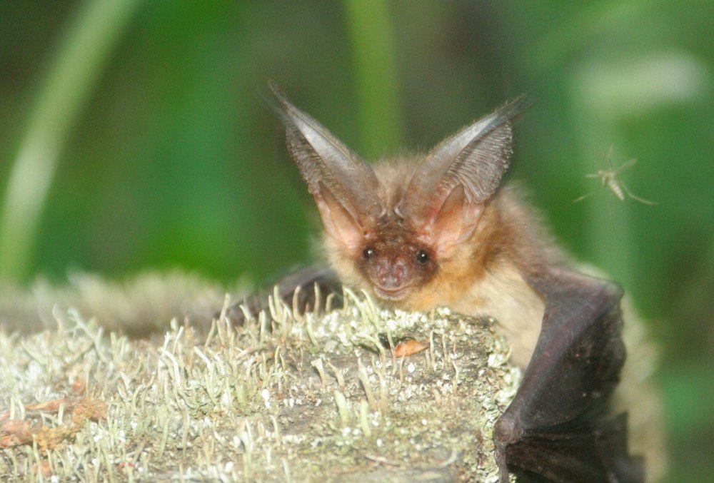Craseonycteris thonglongyai