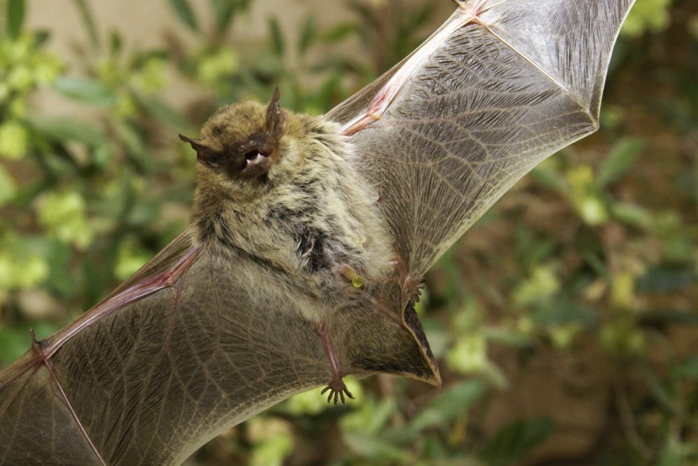 Нетопырь Лесной (pipistrellus nathusii)