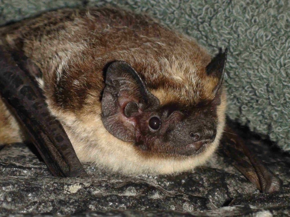 Vespertilio murinus
