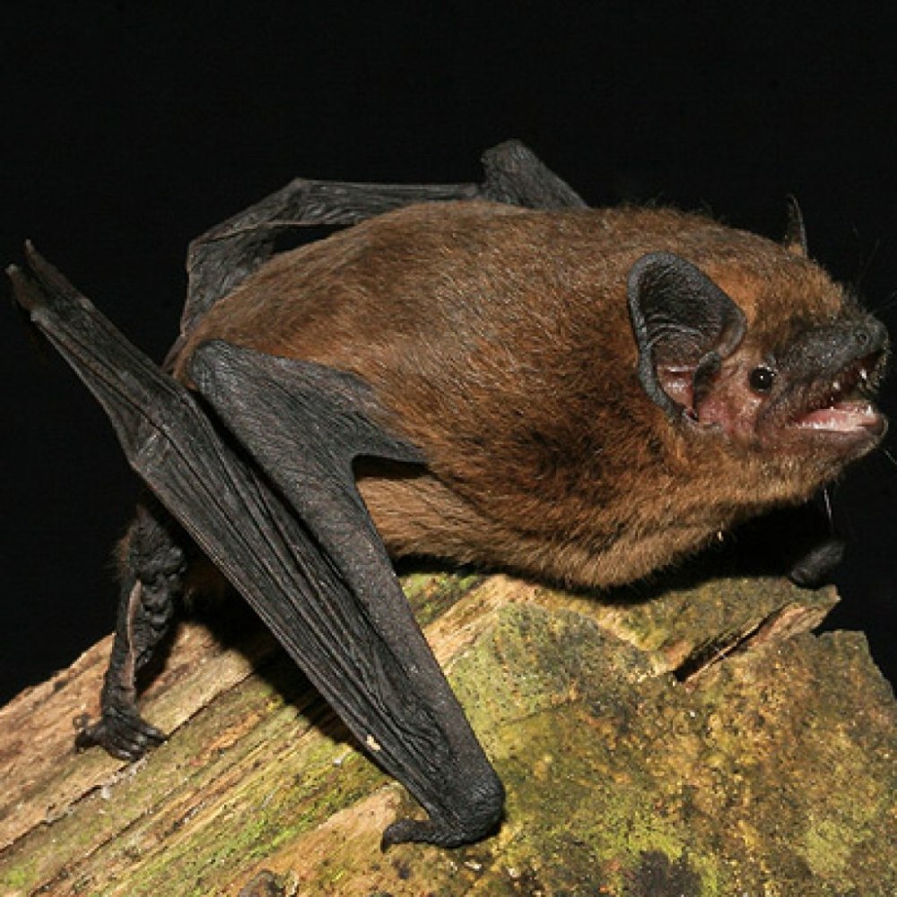 Pipistrellus murrayi
