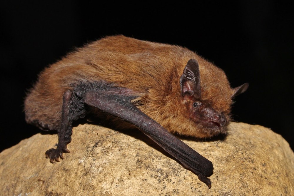 Pipistrellus pygmaeus