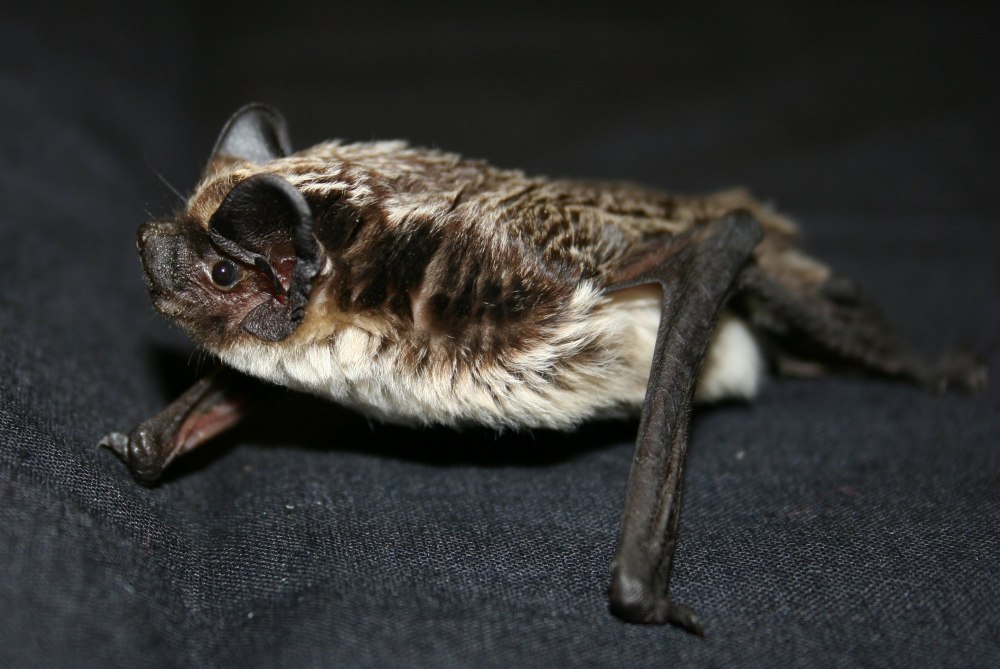 Двухцветный кожан (Vespertilio murinus (Linnaeus, 1758))