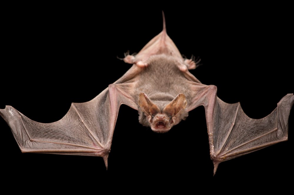 Tadarida Brasiliensis