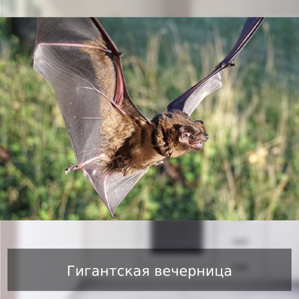 Вечерница рукокрылые