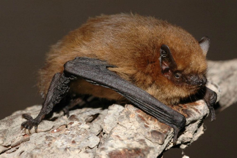 Нетопырь-карлик pipistrellus pipistrellus