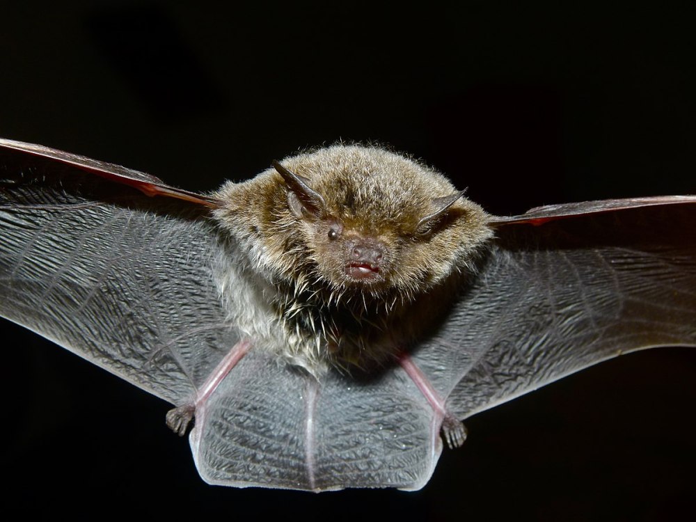 Кожанок Северный Eptesicus nilssoni