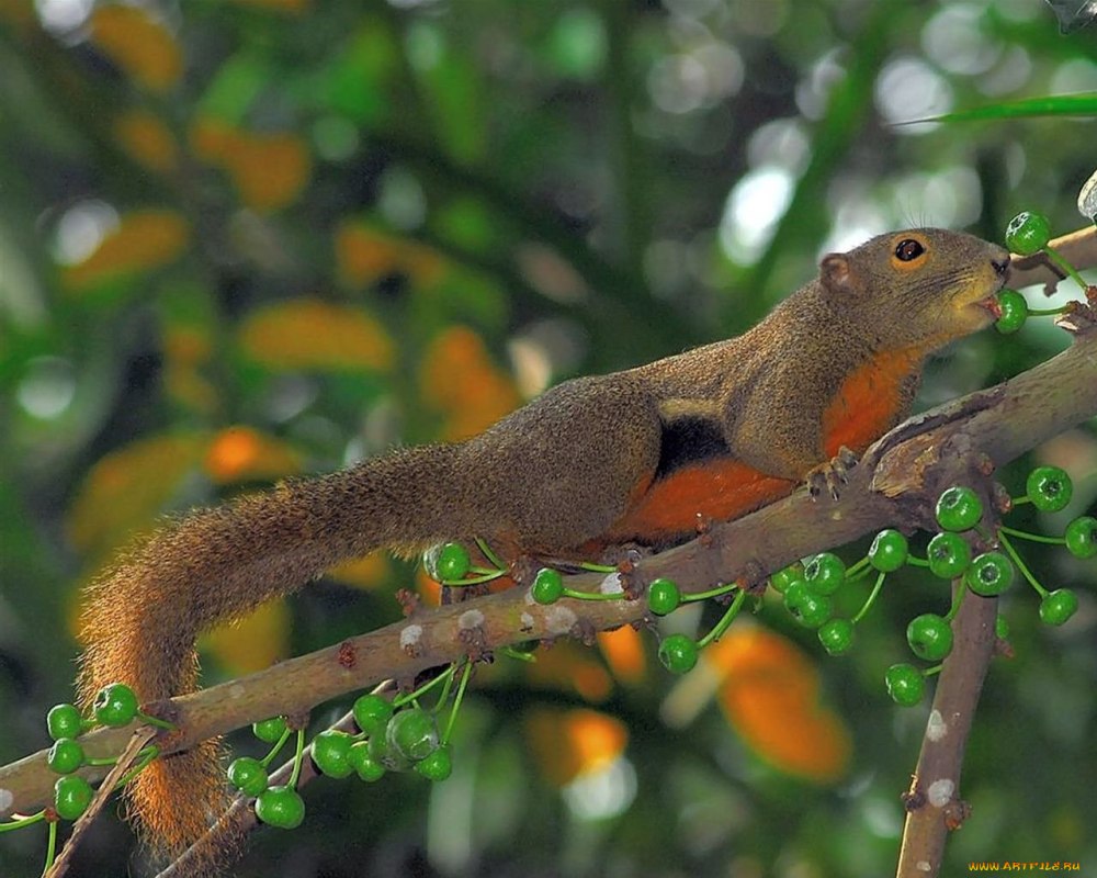 Callosciurus erythraeus