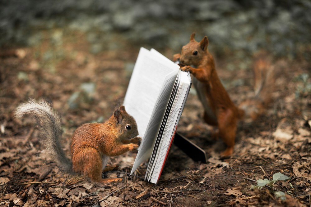 Белочка с книжкой
