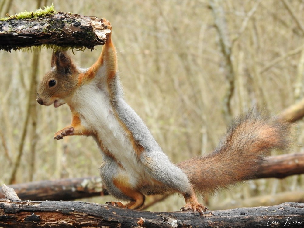 Sciurus vulgaris enisseensis