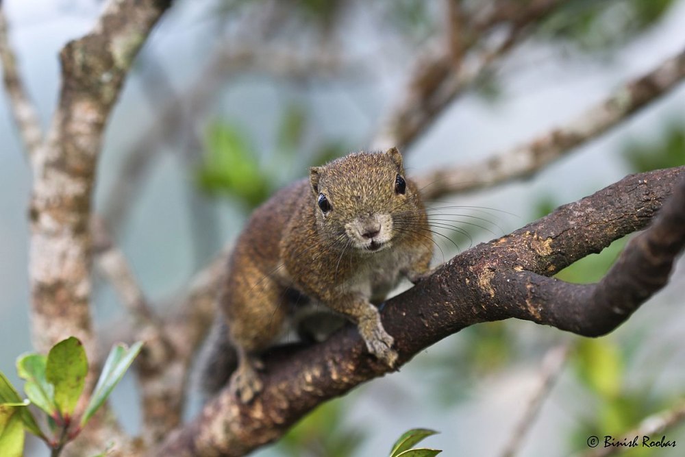 Plantain Squirrel