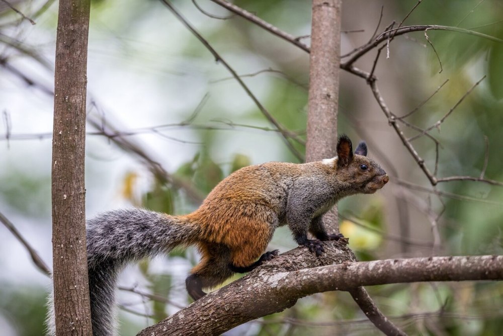 Sciurus griseoflavus
