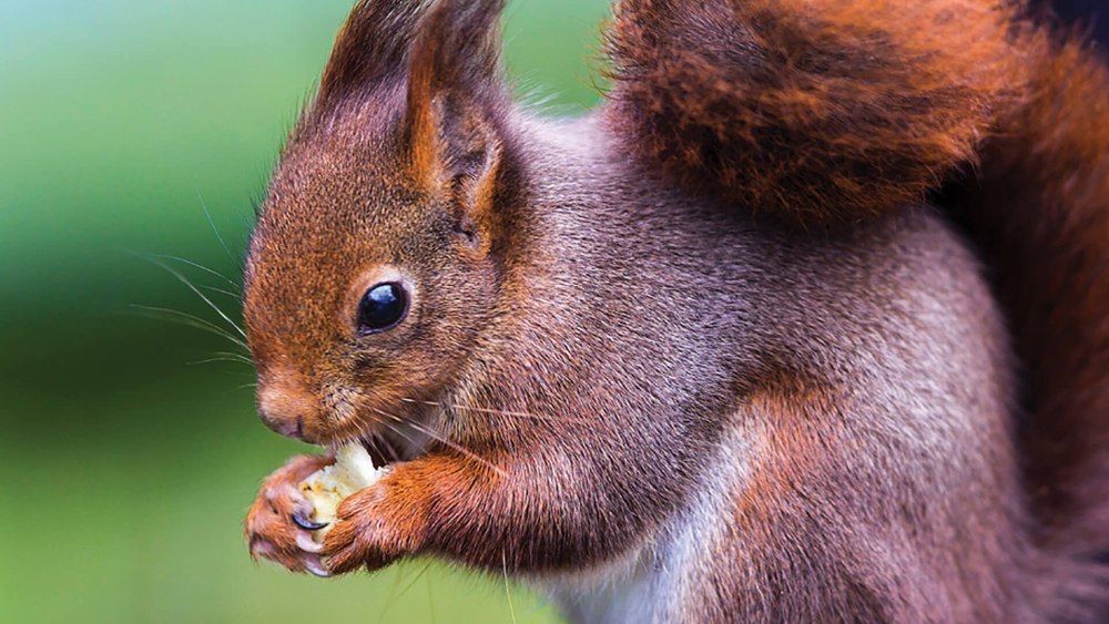 Sciurus vulgaris