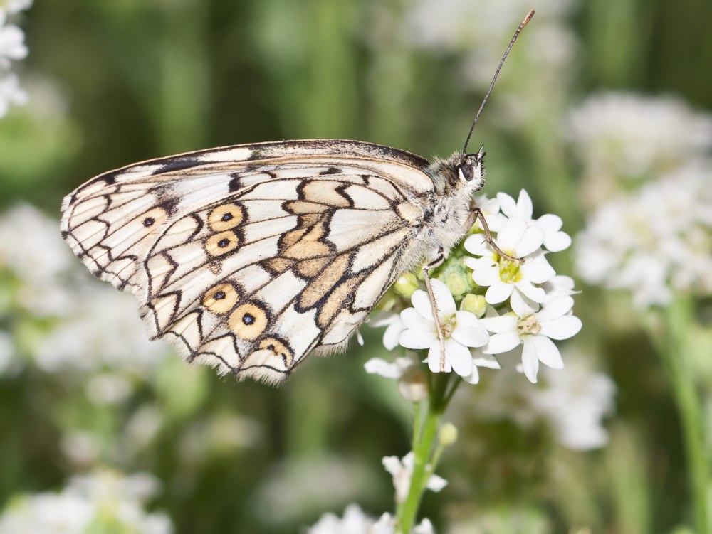Melanargia Russiae