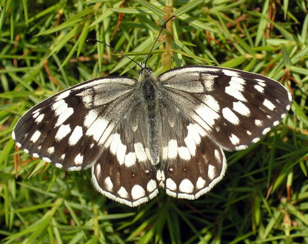 Melanargia Halimede и Melanargia epimede отличия