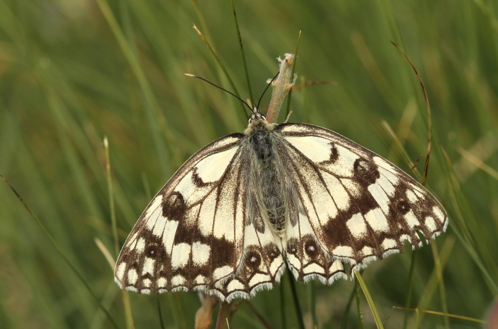 Melanargia Russiae