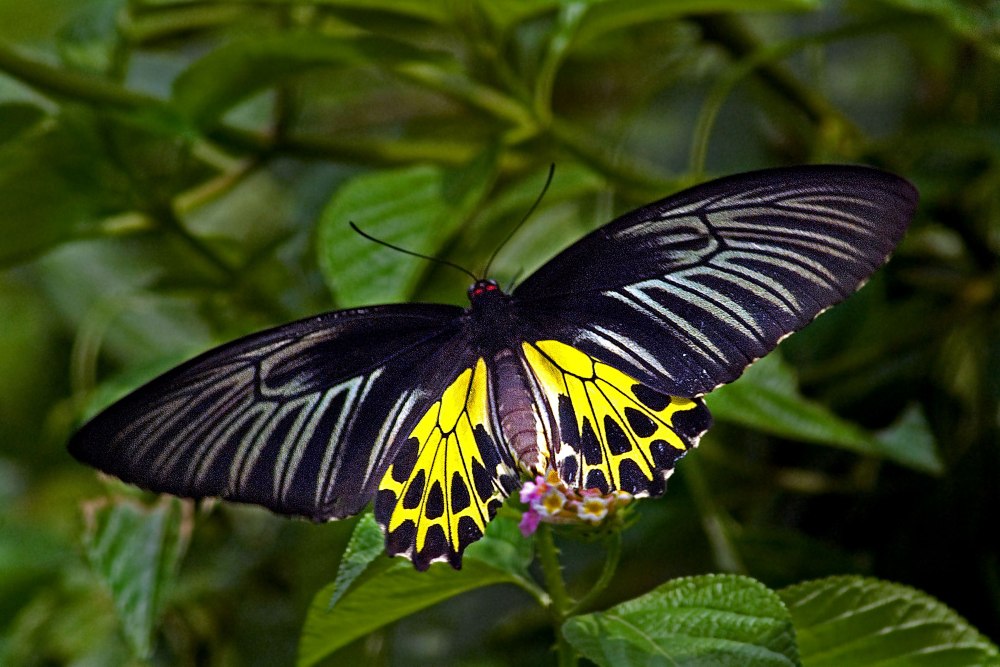 Troides Helena бабочка