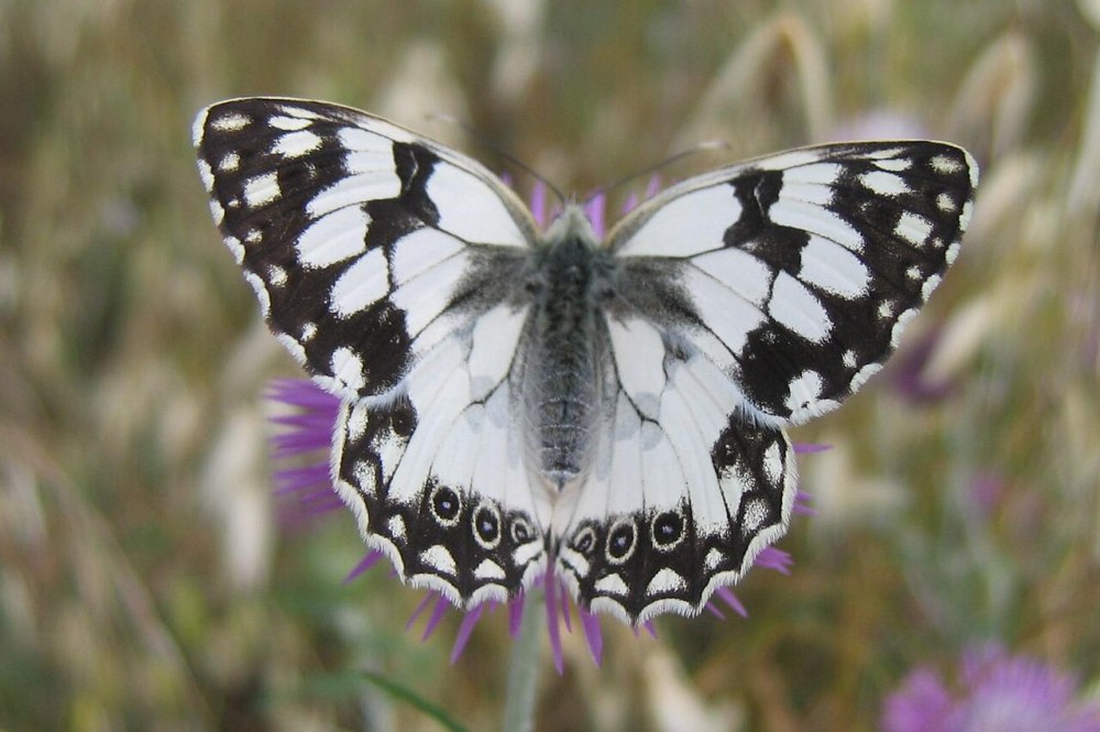 Melanargia epimede