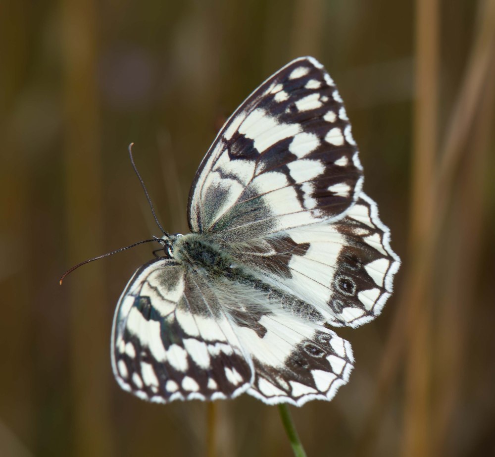 Melanargia Halimede и Melanargia epimede отличия