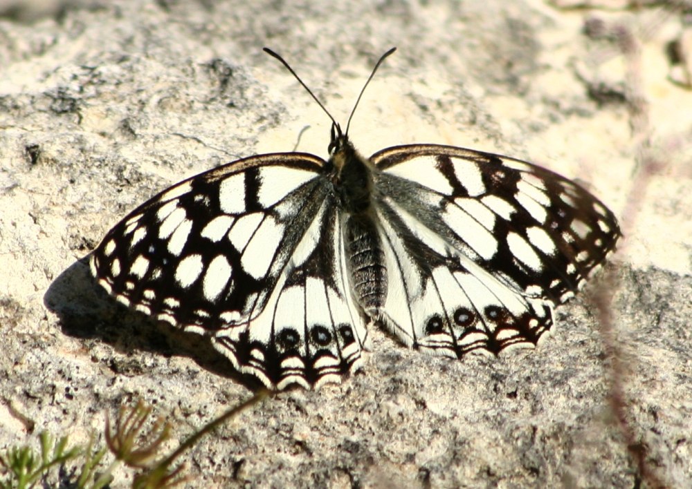 Melanargia occitanica megatlasica
