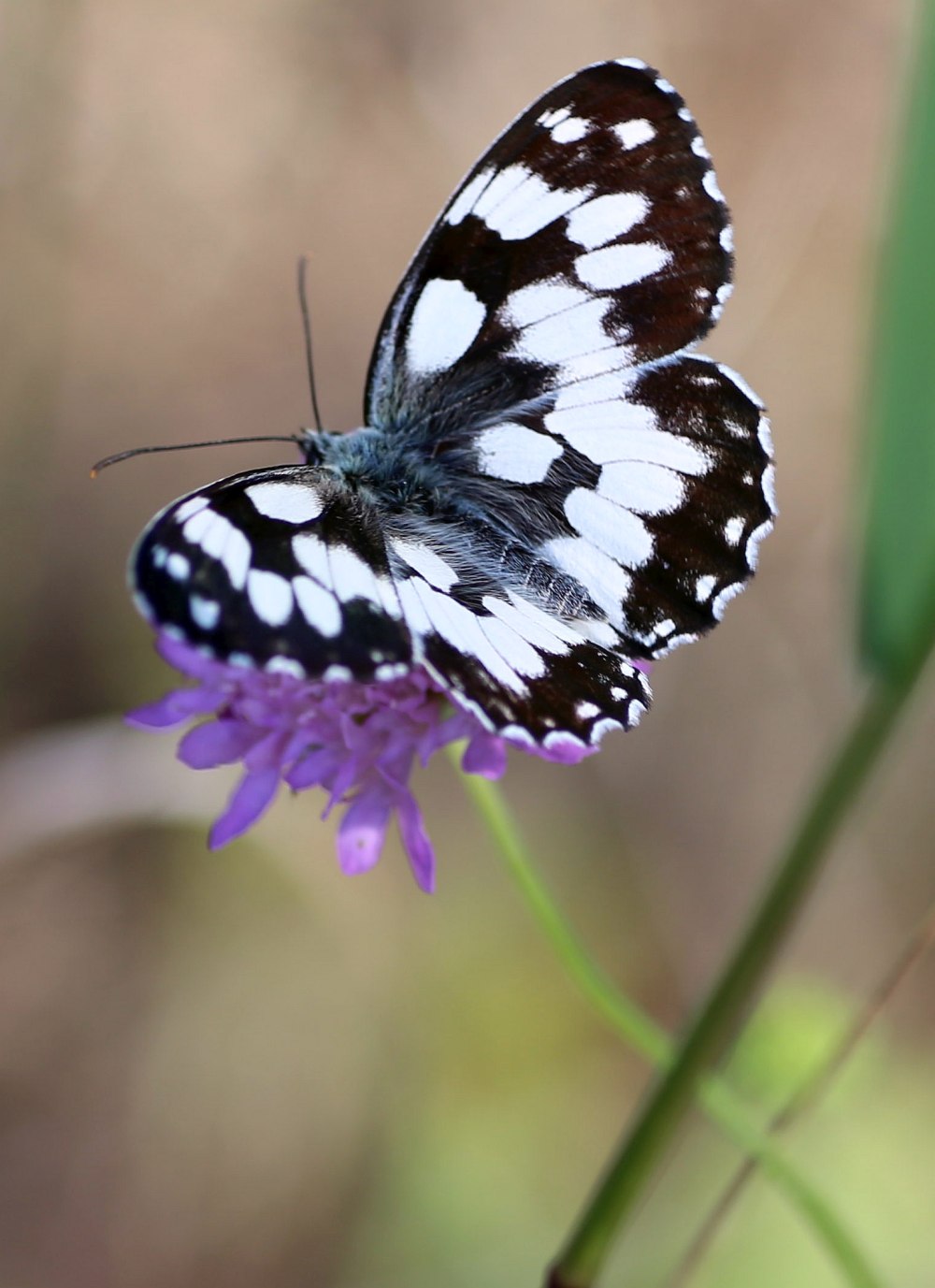 Melanargia epimede