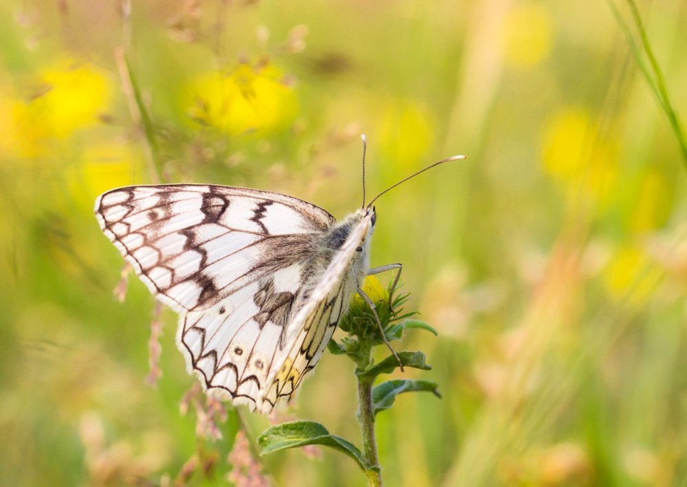 Butterfly gif