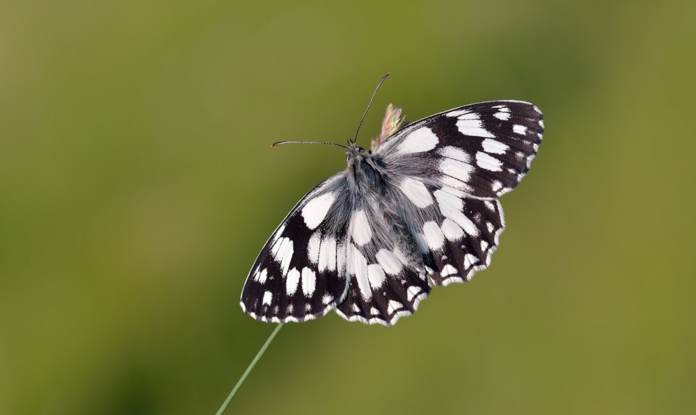 Melanargia бабочка
