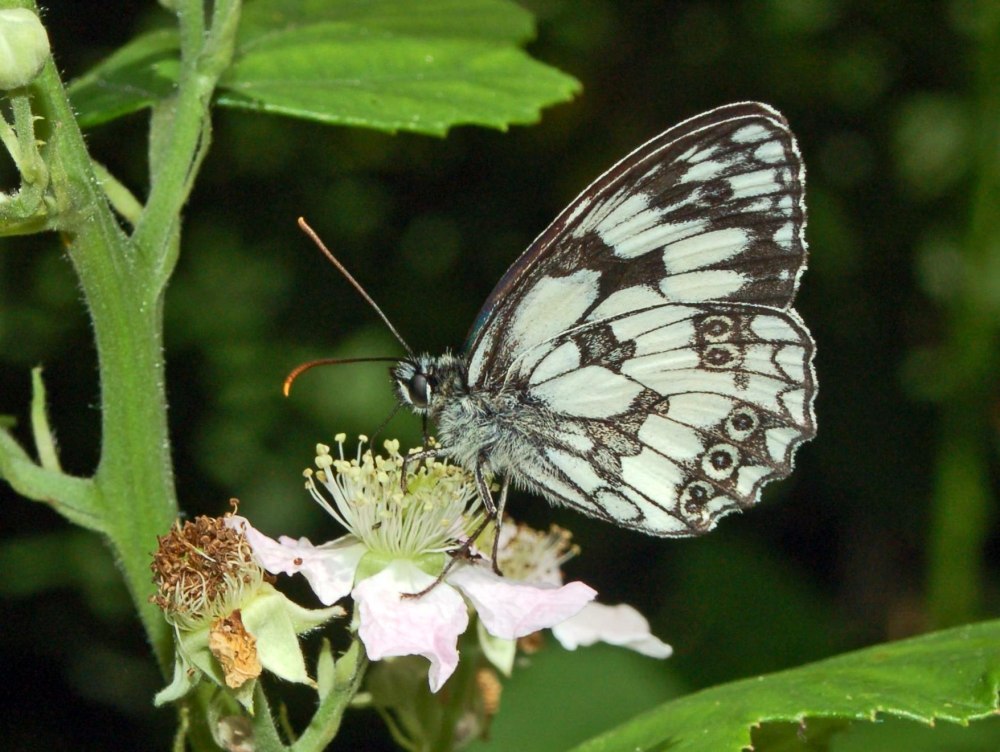 Melanargia epimede
