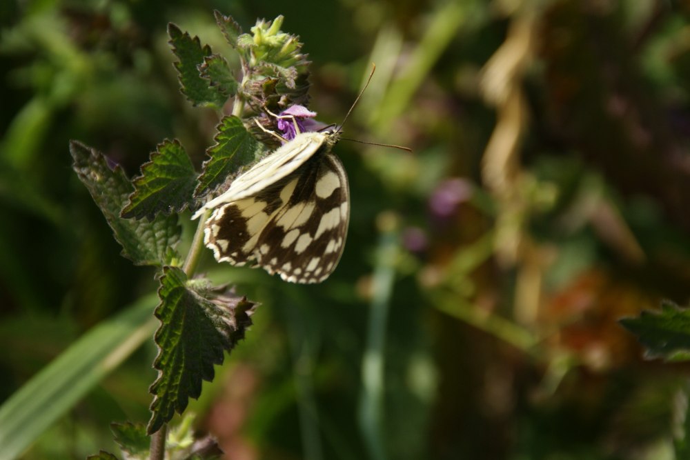 Melanargia Galathea