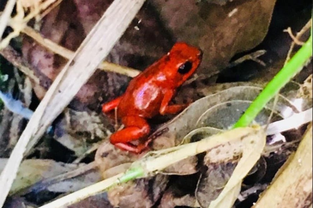 Splendid Poison Frogs