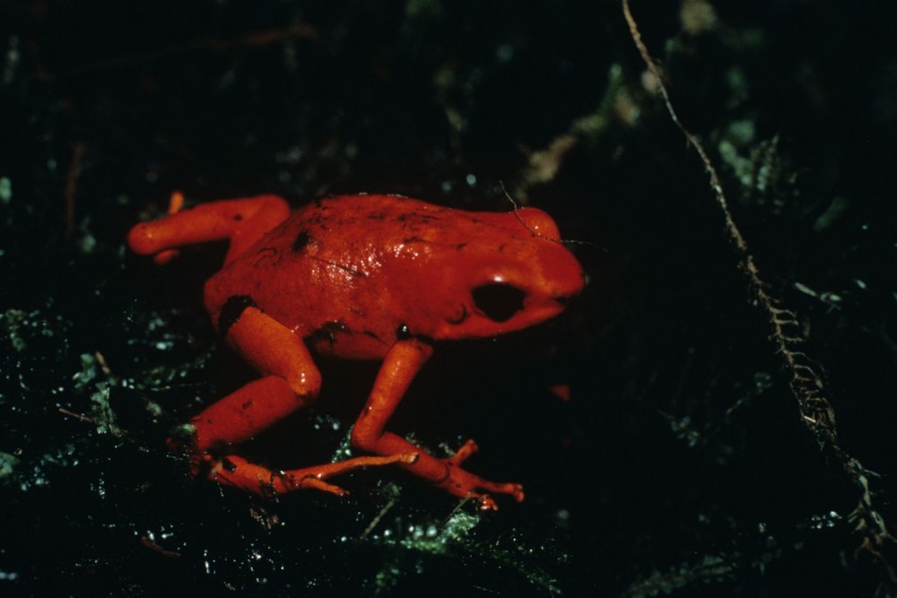 Splendid Poison Frogs