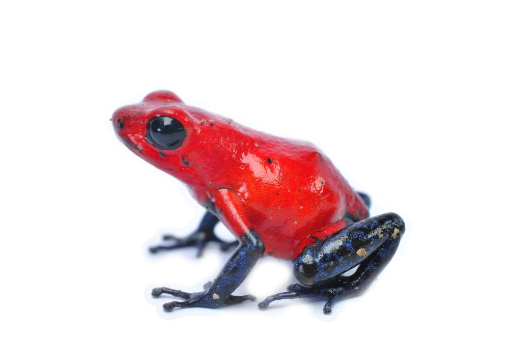 Oophaga pumilio Escudo Koi