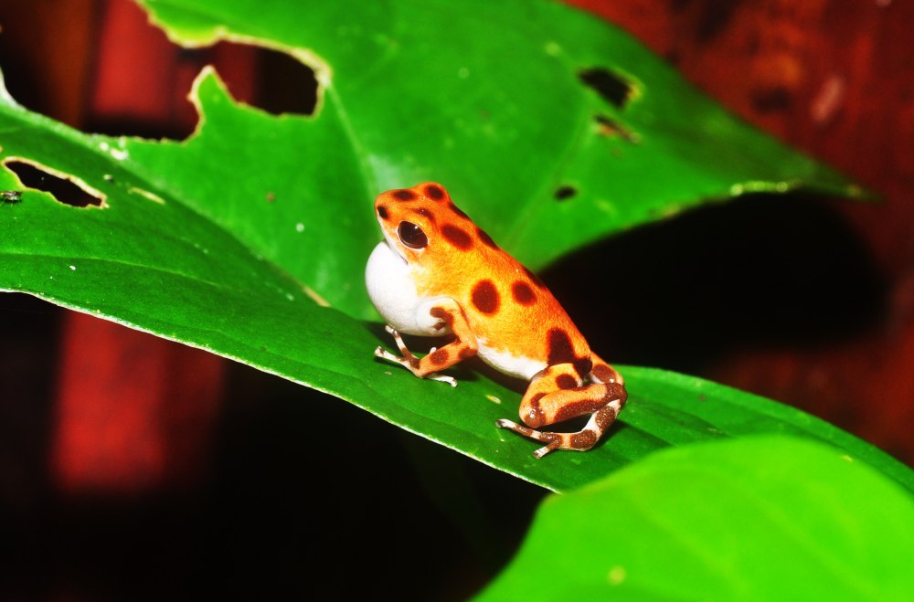 Strawberry Poison-Dart Frog