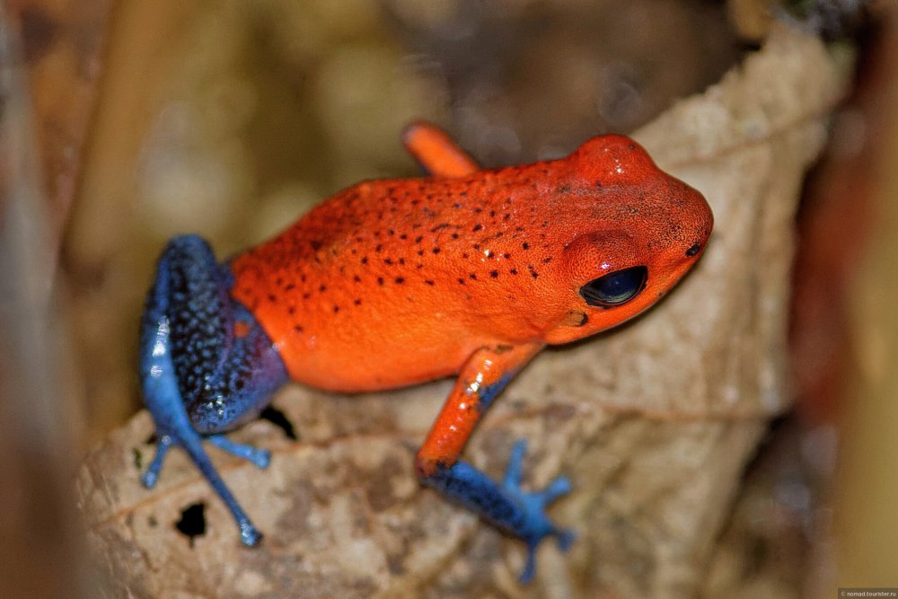 Маленький древолаз Oophaga pumilio