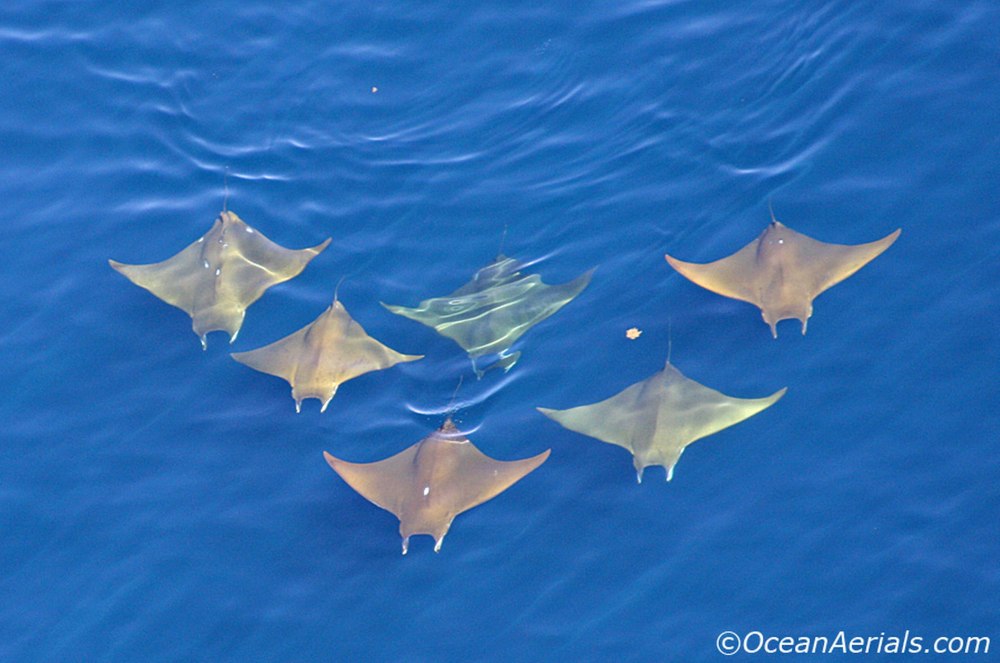 Creatures of the Sea резинки Manta ray