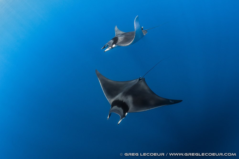 Mobula mobular