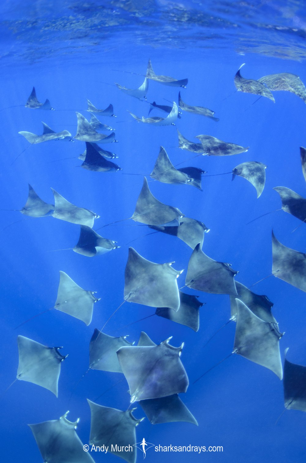 Mobula rays
