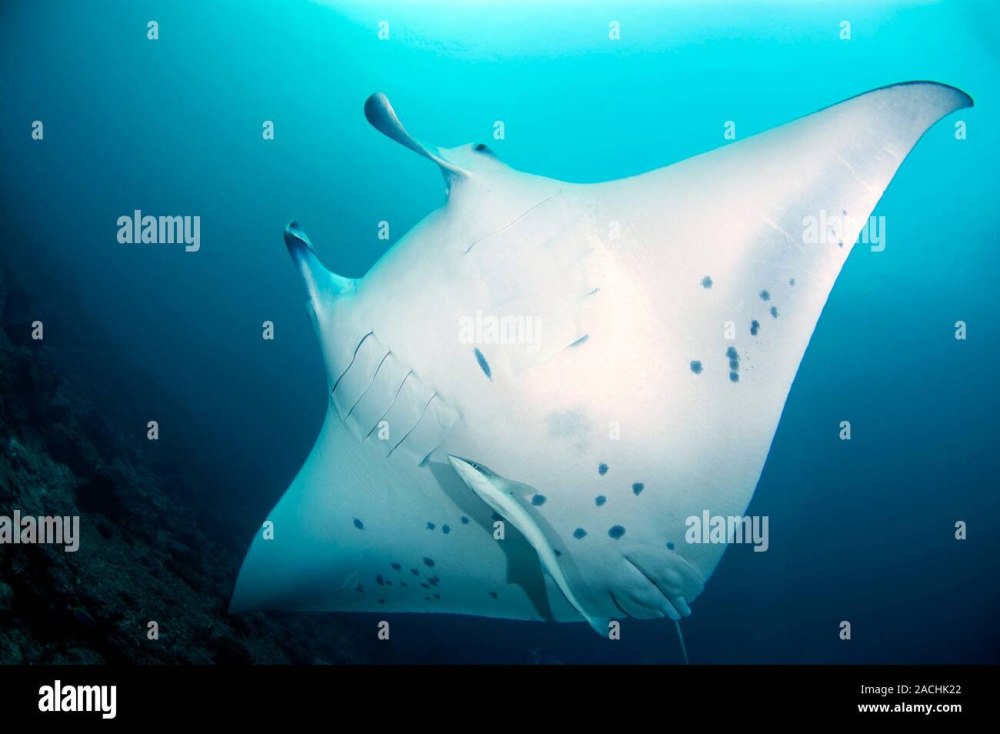 Pearly the Manta ray